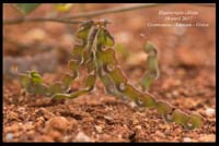 Hippocrepis-ciliata2