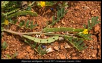 Hippocrepis-unisiliquosa