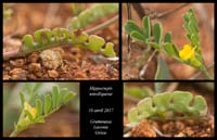 Hippocrepis-unisiliquosa2