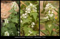 Lamium-moschatum