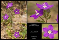 Legousia-speculum-veneris
