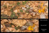 Lotus-cytisoides2
