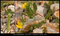 Lotus-ornithopodioides