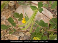 Lotus-ornithopodioides2
