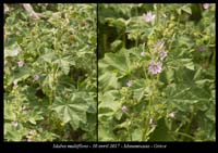 Malva-multiflora