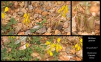 Melilotus-graecus
