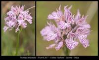Neotinea-tridentata