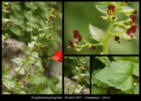 Scrophularia-peregrina