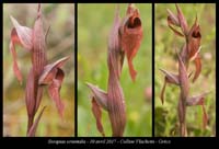 Serapias-orientalis
