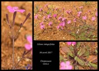 Silene-integrifolia