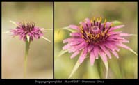Tragopogon-porrifolius