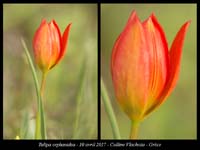 Tulipa-orphanidea
