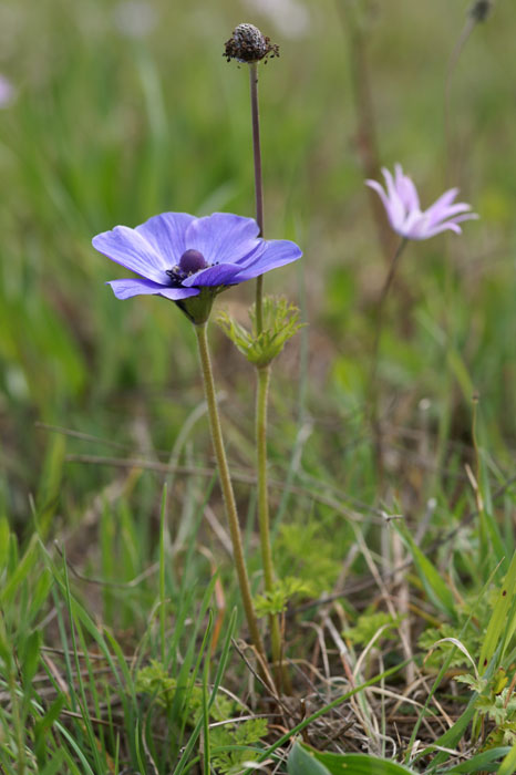 Anemone coronaria Rocher de Roquebrune 070410 (38)