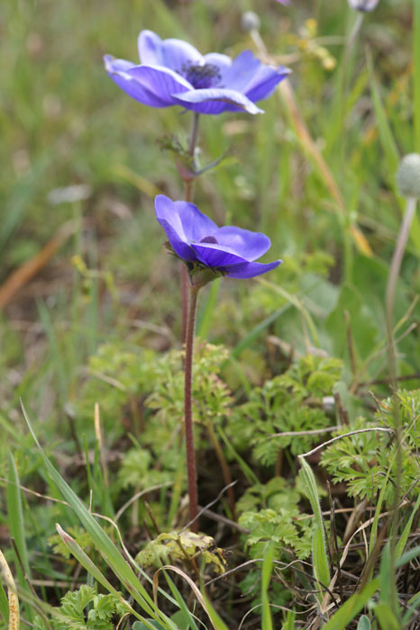 Anemone coronaria Rocher de Roquebrune 070410 (41)