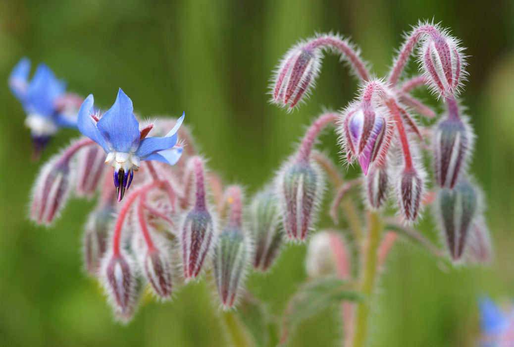 Borrago officinalis Rocher de Roquebrune 070410 (76)