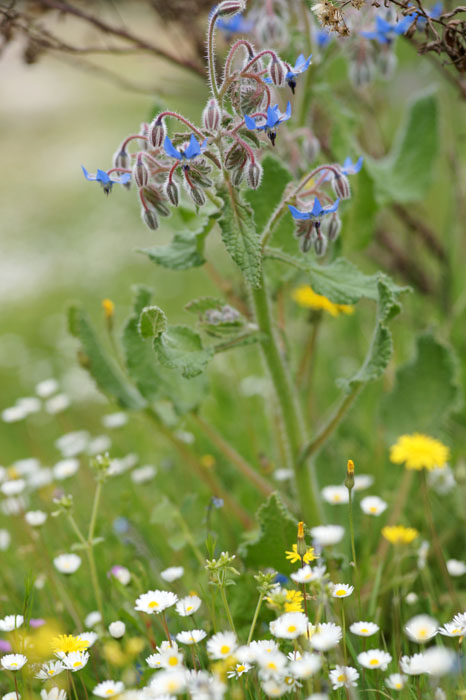 Borrago officinalis Rocher de Roquebrune 070410 (77)