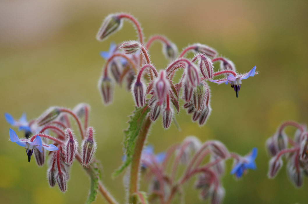 Borrago officinalis Rocher de Roquebrune 070410 (78)