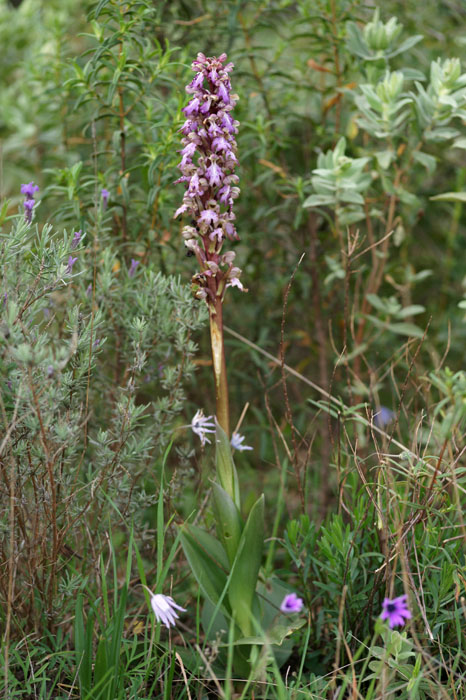 Himantoglossum robertianum Rocher de Roquebrune 070410 (22)