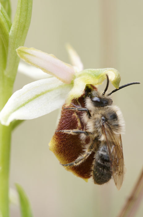 Ophrys exaltata ssp arachnitiformis Pennafort 070410 (3)