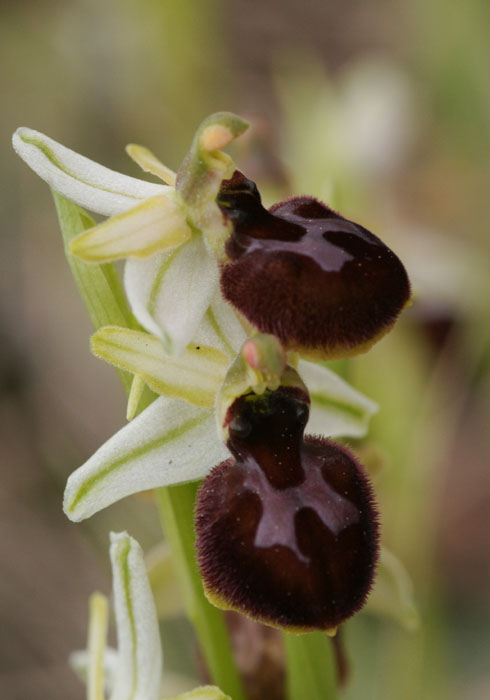 Ophrys exaltata ssp arachnitiformis Pennafort 070410 (31)