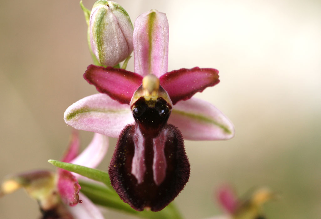 Ophrys exaltata ssp arachnitiformis Pennafort 070410 (37)
