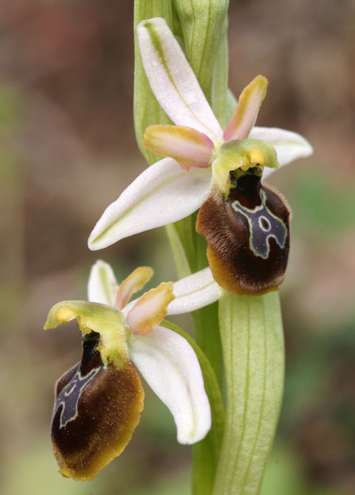 Ophrys splendida Rocher de Roquebrune 070410 (71)