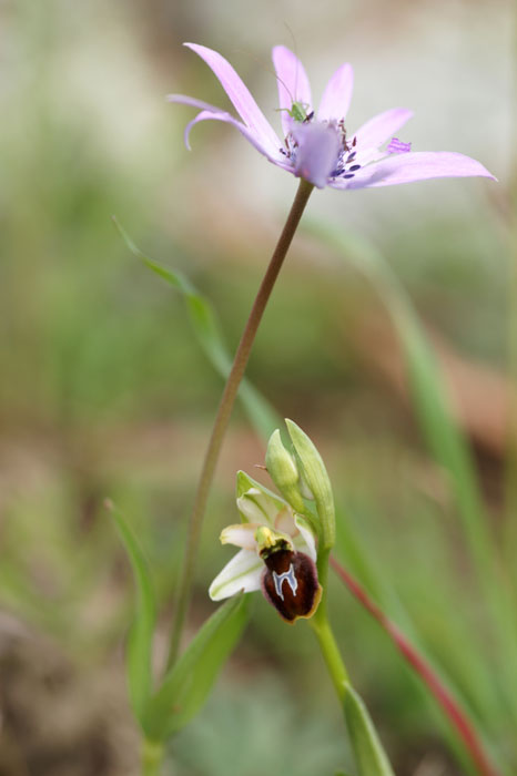 Ophrys splendida Rocher de Roquebrune 070410 (74)