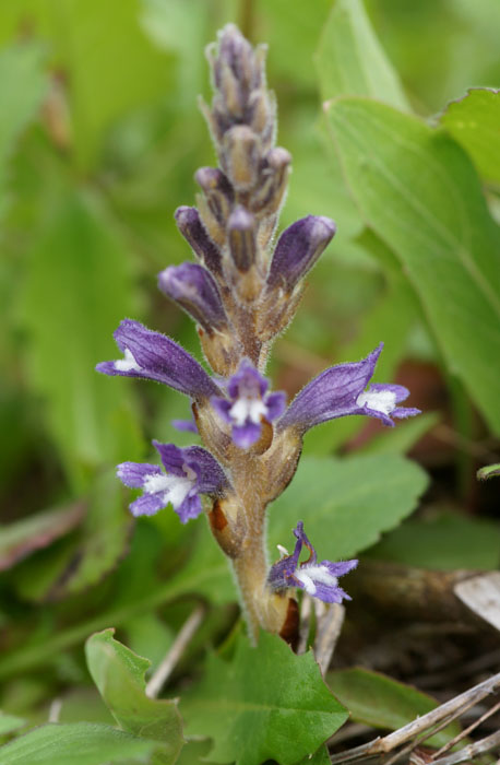 Orobanche lavandulacea Rocher de Roquebrune 070410 (17)