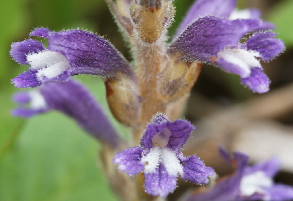 Orobanche lavandulacea Rocher de Roquebrune 070410 (18)