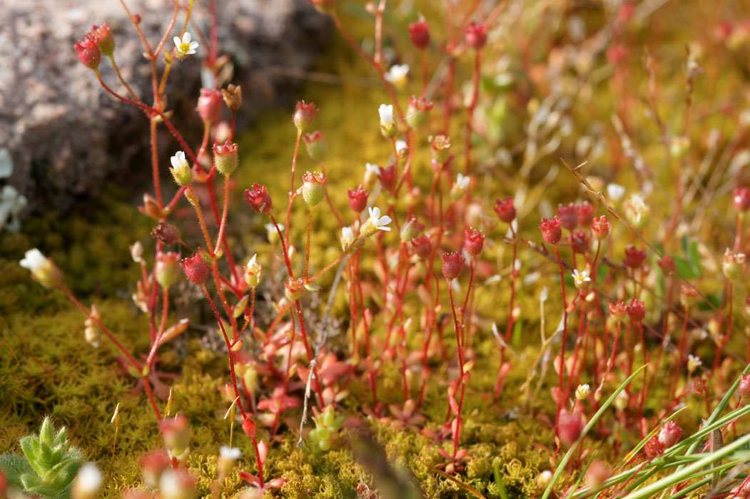 Saxifraga tridactylides Rocher de Roquebrune 070410 (15)