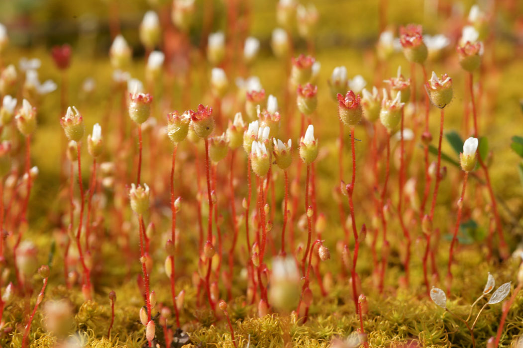 Saxifraga tridactylides Rocher de Roquebrune 070410 (16)