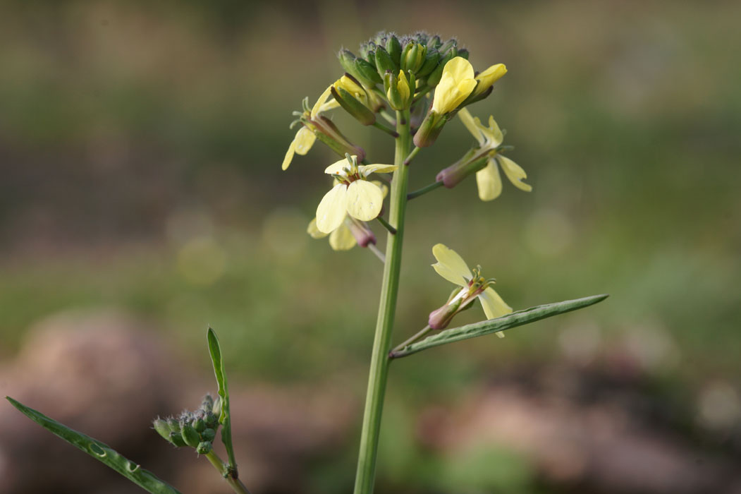 Synapis Rocher de Roquebrune 070410 (5)