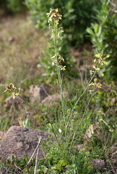 Synapis Rocher de Roquebrune 070410 (6)