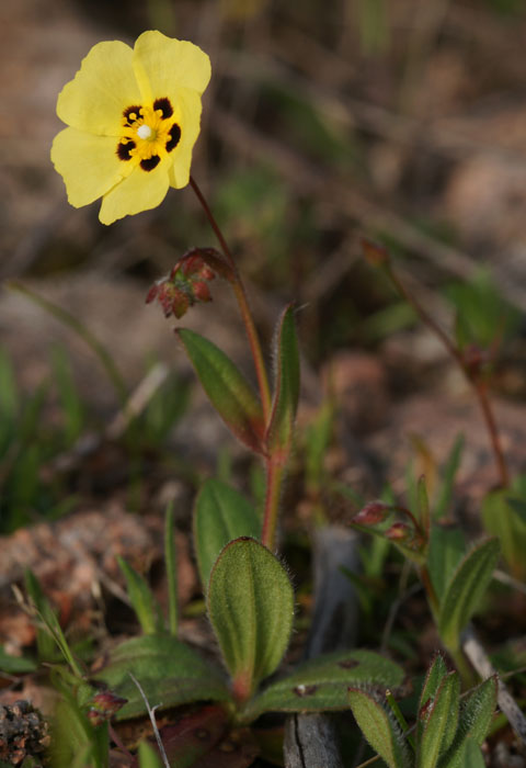 Tuberaria guttata Rocher de Roquebrune 070410 (7)