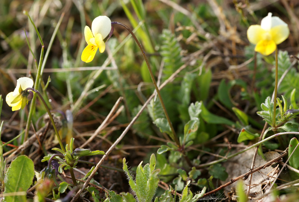Viola rocabrunensis Rocher de Roquebrune 070410 (1)