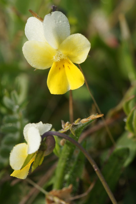 Viola rocabrunensis Rocher de Roquebrune 070410 (2)