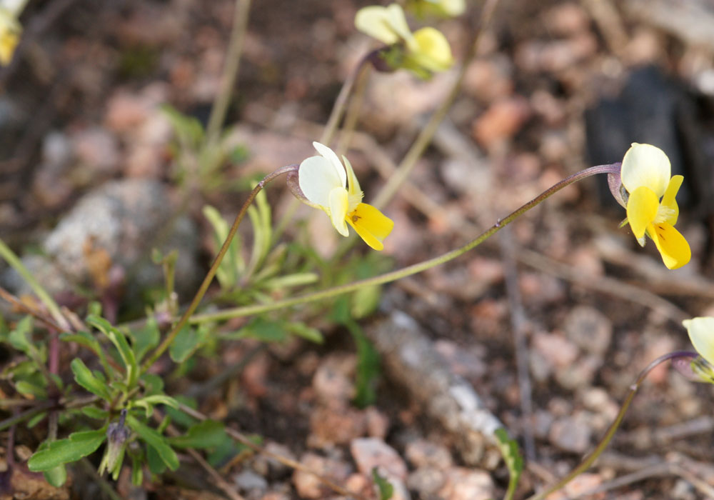 Viola rocabrunensis Rocher de Roquebrune 070410 (3)