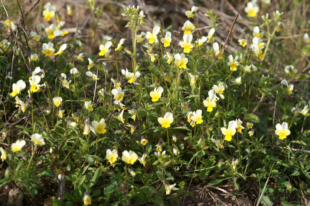 Viola rocabrunensis Rocher de Roquebrune 070410 (5)
