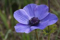 Anemone coronaria Rocher de Roquebrune 070410 (37)