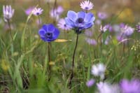 Anemone coronaria Rocher de Roquebrune 070410 (39)