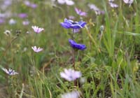 Anemone coronaria Rocher de Roquebrune 070410 (40)