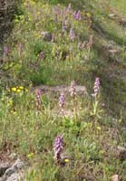 Himantoglossum robertianum Rocher de Roquebrune 070410 (23)