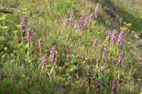 Himantoglossum robertianum Rocher de Roquebrune 070410 (24)