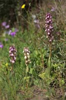 Himantoglossum robertianum Rocher de Roquebrune 070410 (28)