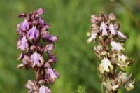 Himantoglossum robertianum Rocher de Roquebrune 070410 (29)