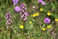 Himantoglossum robertianum Rocher de Roquebrune 070410 (35)