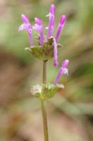 Lamium amplexicaule Pennafort 070410 (39)