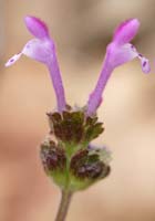 Lamium amplexicaule Pennafort 070410 (40)