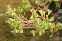 Montia fontana ssp chondrosperma Rocher de Roquebrune 070410 (21)