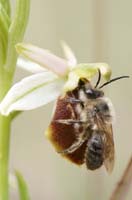 Ophrys exaltata ssp arachnitiformis Pennafort 070410 (3)